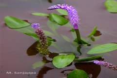 Aponogeton bruggenii